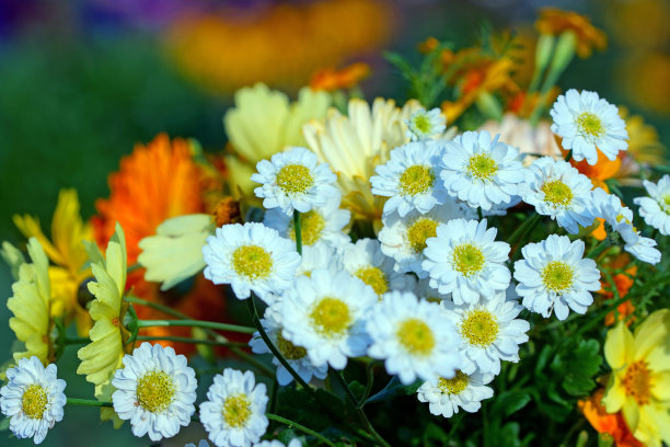 calliopsis