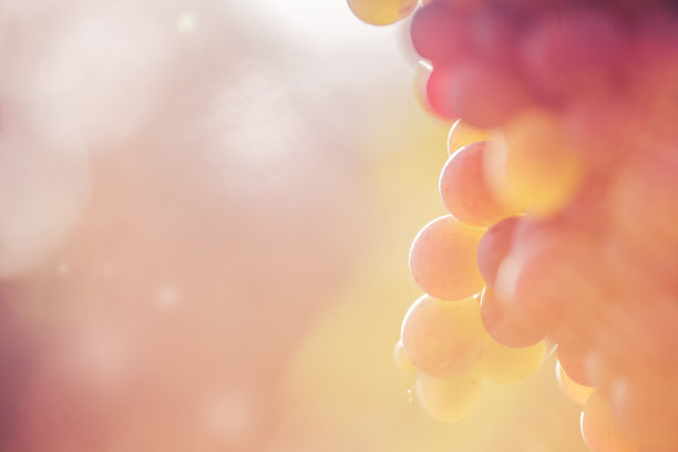 vineyard