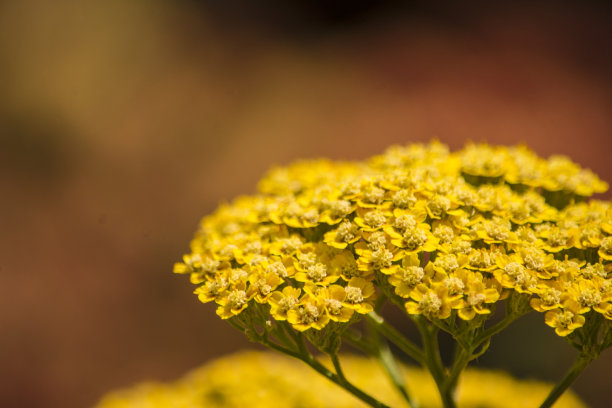 achillea