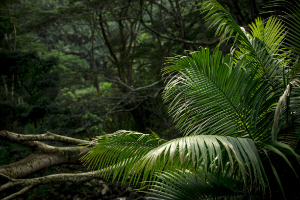 jungle