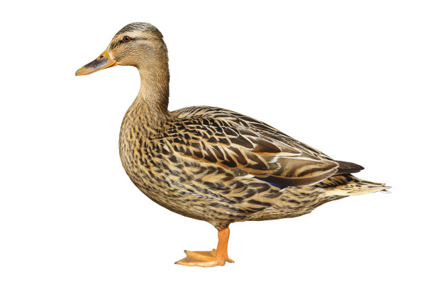 duck