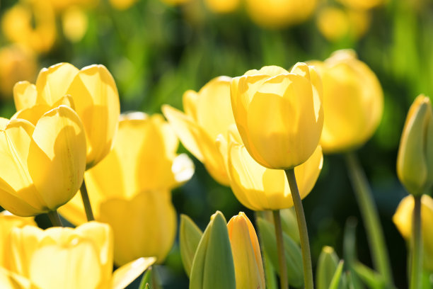 tulip