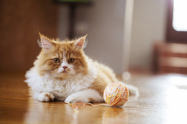 小猫玩具可爱猫咪