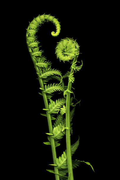 fiddlehead