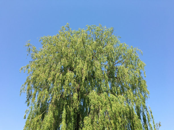 高大的柳树
