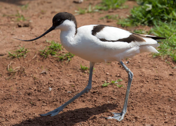 avocet