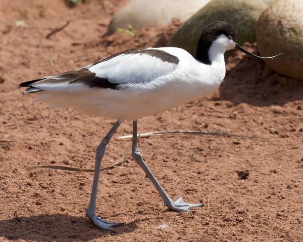 avocet