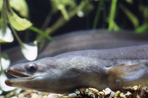 eel