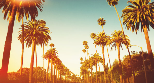 日落大道,洛杉矶,日落林荫大道,罗迪欧名店街,好莱坞,贝弗利山,洛杉矶县,棕榈树,棕榈叶,天空摄影素材,汇图网www.huitu.com