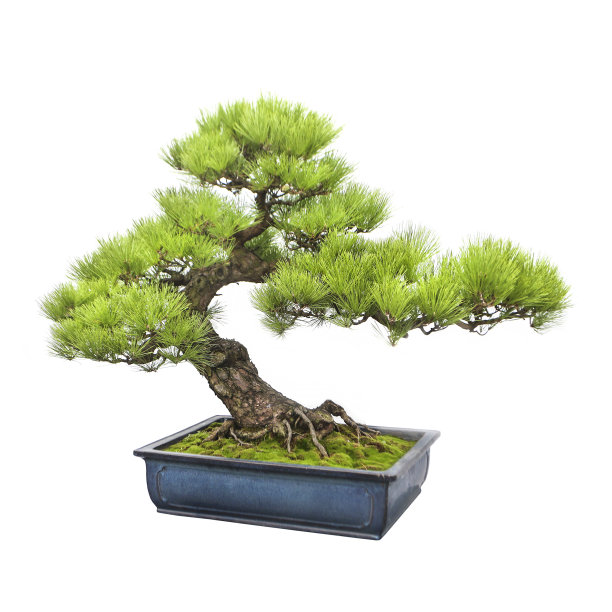 bonsai