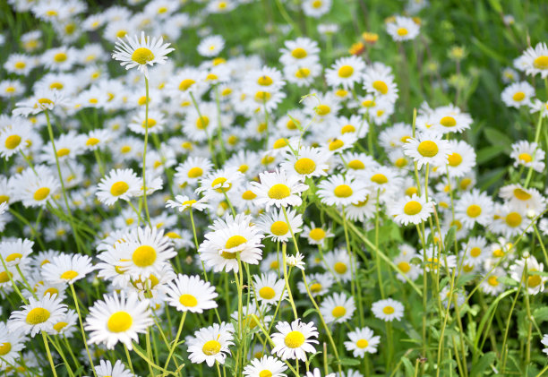 camomiles
