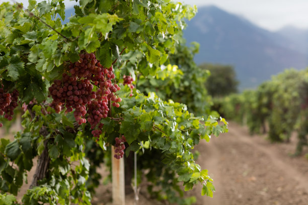 vineyard