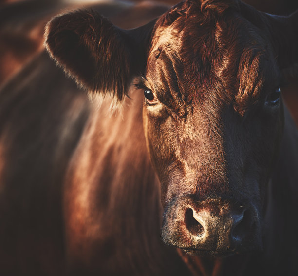 cattle