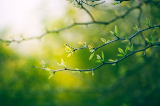 branches