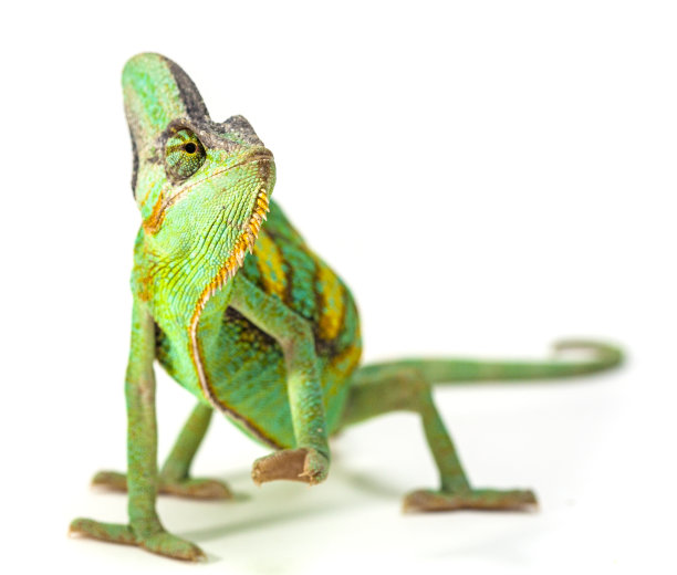chamaeleon