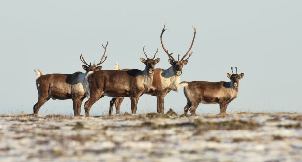 reindeer