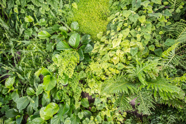 水培植物