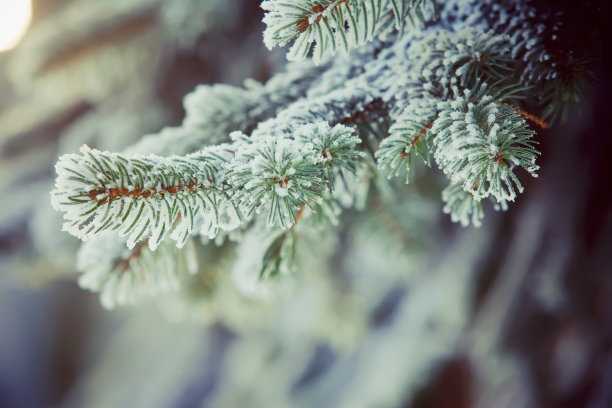 冬季雪景圣诞装饰背景图