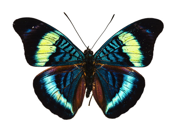 entomology