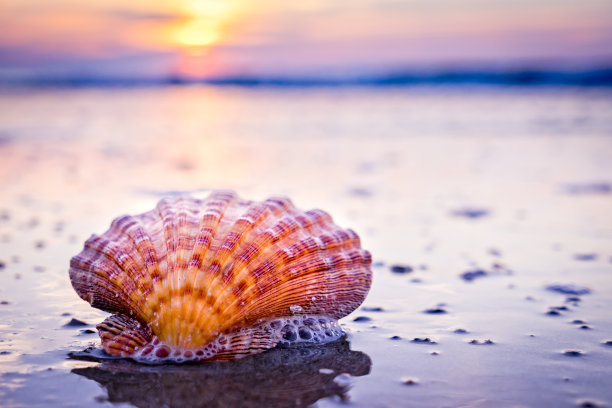 shells