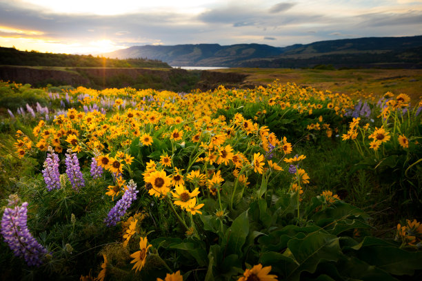 wildflowers