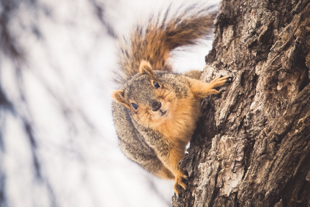squirrel