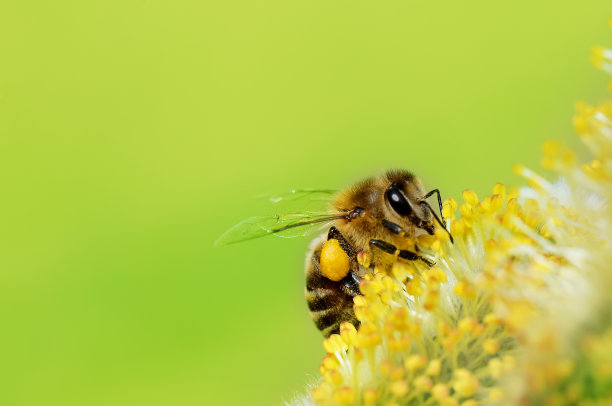 pollination