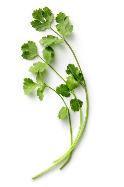 cilantro