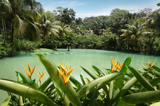 jungle