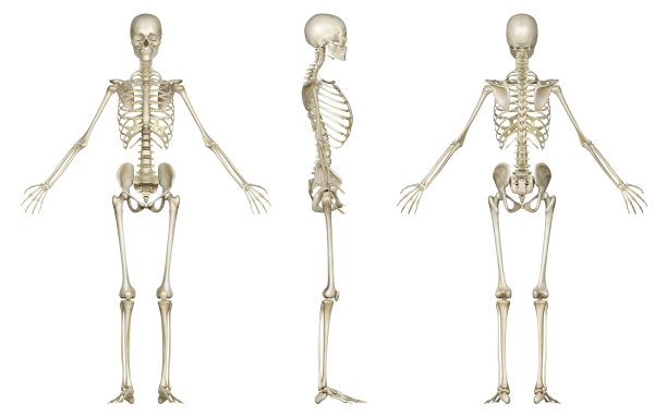 bone