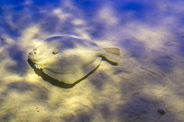 plaice