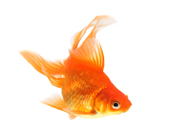 carassius