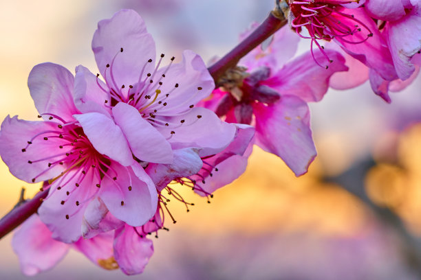 桃花授粉后