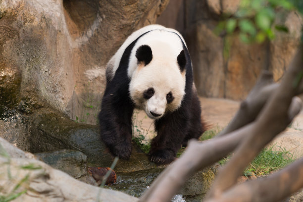 熊猫走路