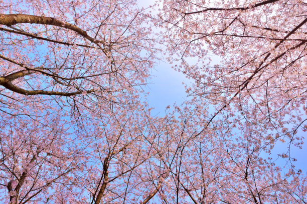 粉色梅花绽放风景