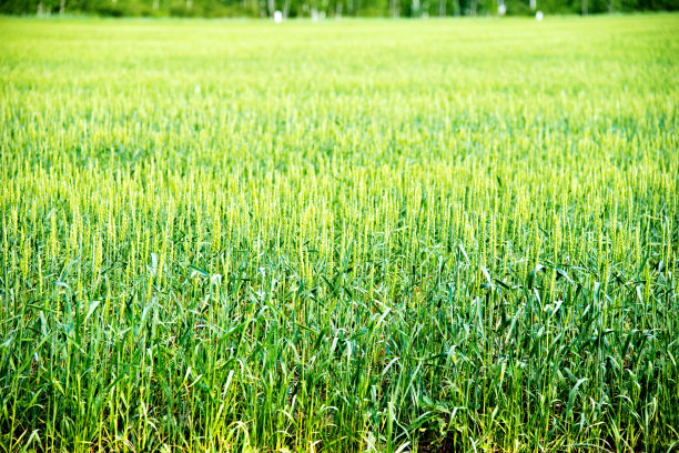 生长中的稻田水稻
