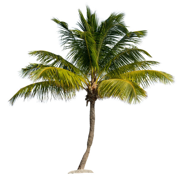 coconut