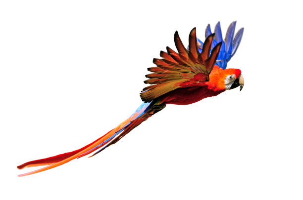 parrots