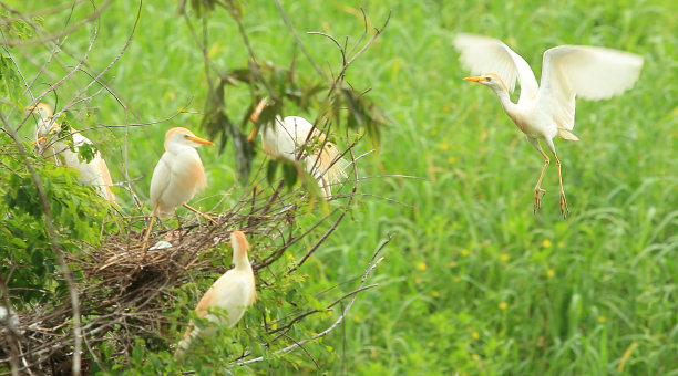 egretta