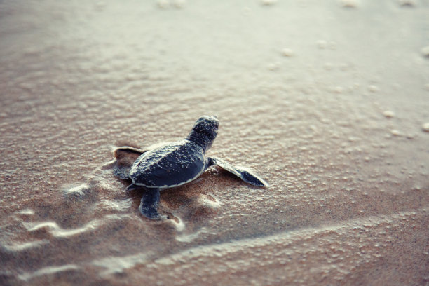 turtle