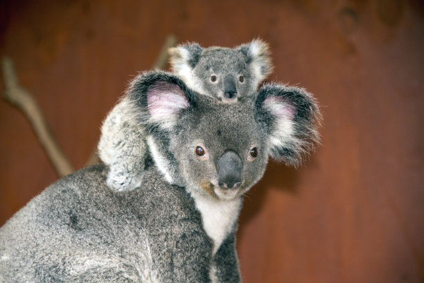 koala