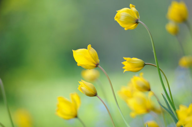 郁金香小花园