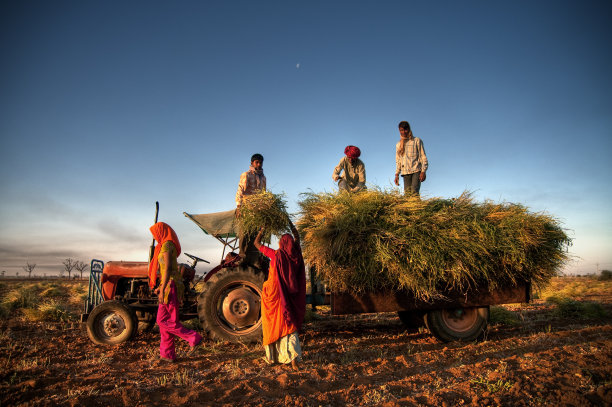 harvest
