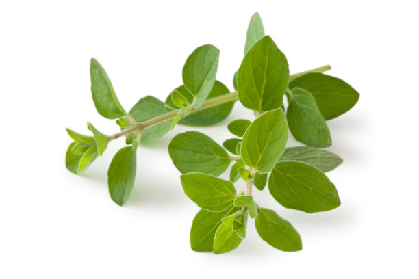 oregano