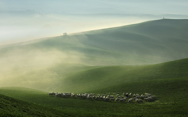 flock