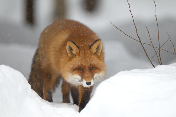 fox