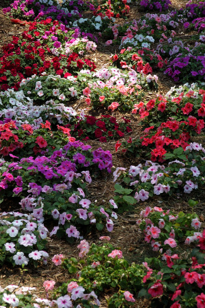 impatiens