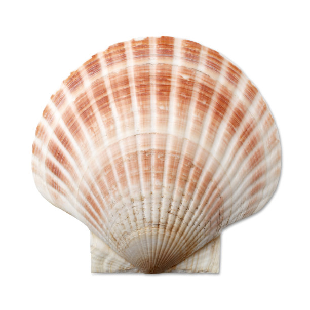 seashell