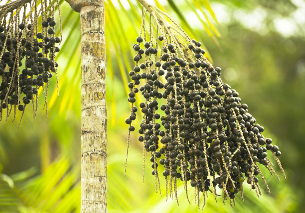 acai