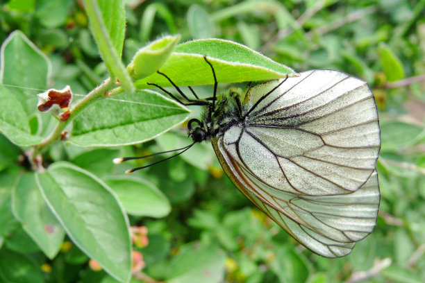 pieris